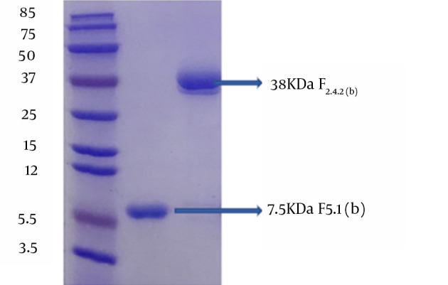 Isolation of the Anticoagulant and Procoagulant Fractions of the Venom of Iranian Endemic <i>Echis carinatus</i>.