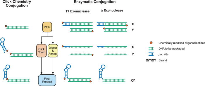 Simple Low-Cost Production of DNA MS2 Virus-Like Particles As Molecular Diagnostic Controls.