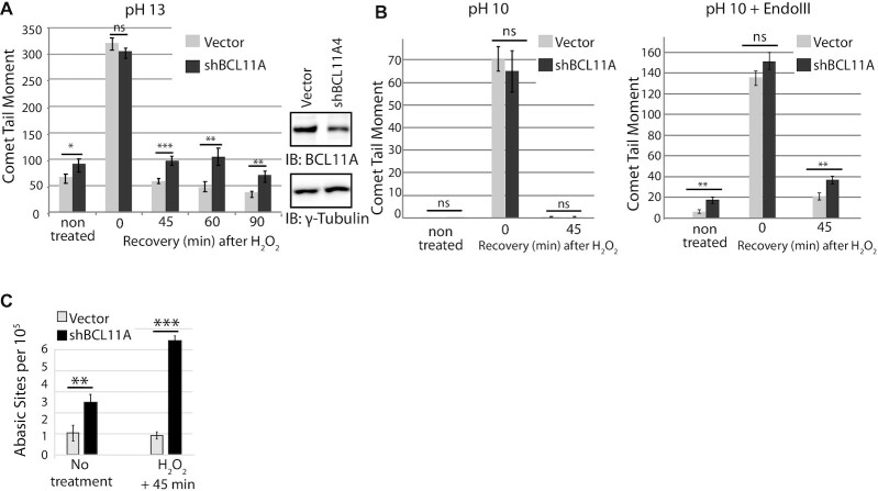 The DNA repair function of BCL11A suppresses senescence and promotes continued proliferation of triple-negative breast cancer cells.