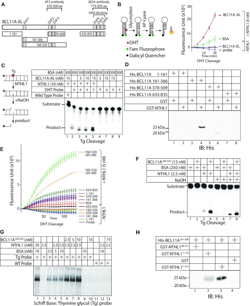 The DNA repair function of BCL11A suppresses senescence and promotes continued proliferation of triple-negative breast cancer cells.