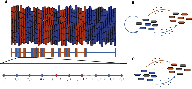 The space between us: Modeling spatial heterogeneity in synthetic microbial consortia dynamics.