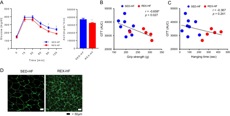 Resistance exercise training-induced skeletal muscle strength provides protective effects on high-fat-diet-induced metabolic stress in mice.