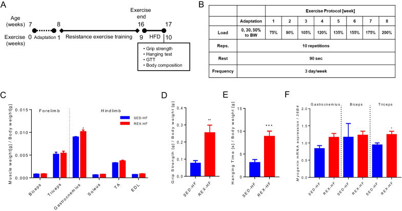 Resistance exercise training-induced skeletal muscle strength provides protective effects on high-fat-diet-induced metabolic stress in mice.