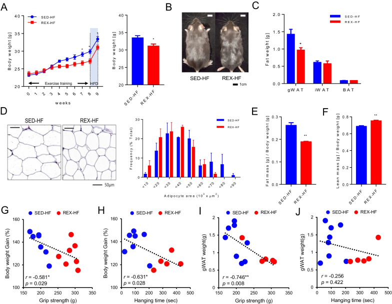 Resistance exercise training-induced skeletal muscle strength provides protective effects on high-fat-diet-induced metabolic stress in mice.