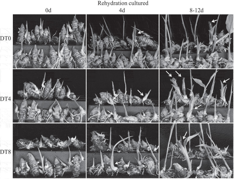Comparative transcriptome analysis on drought stress-induced floral formation of <i>Curcuma kwangsiensis</i>.