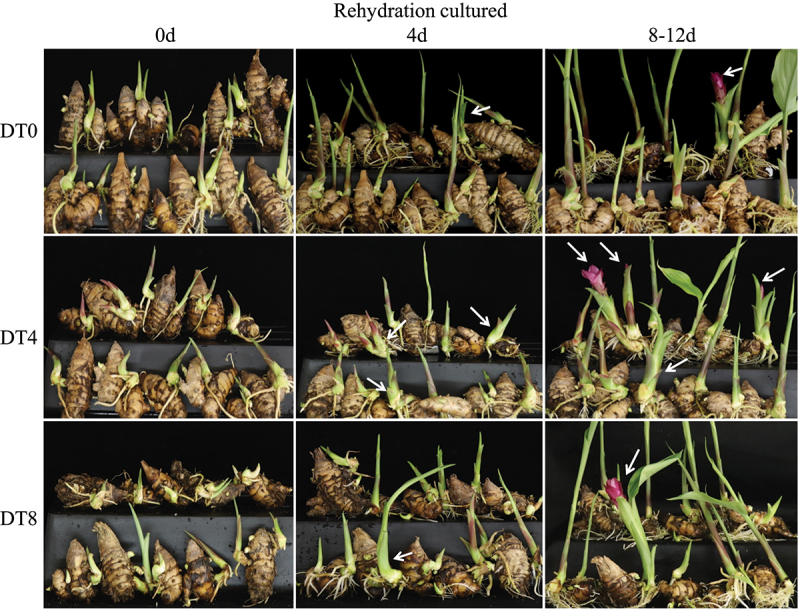Comparative transcriptome analysis on drought stress-induced floral formation of <i>Curcuma kwangsiensis</i>.