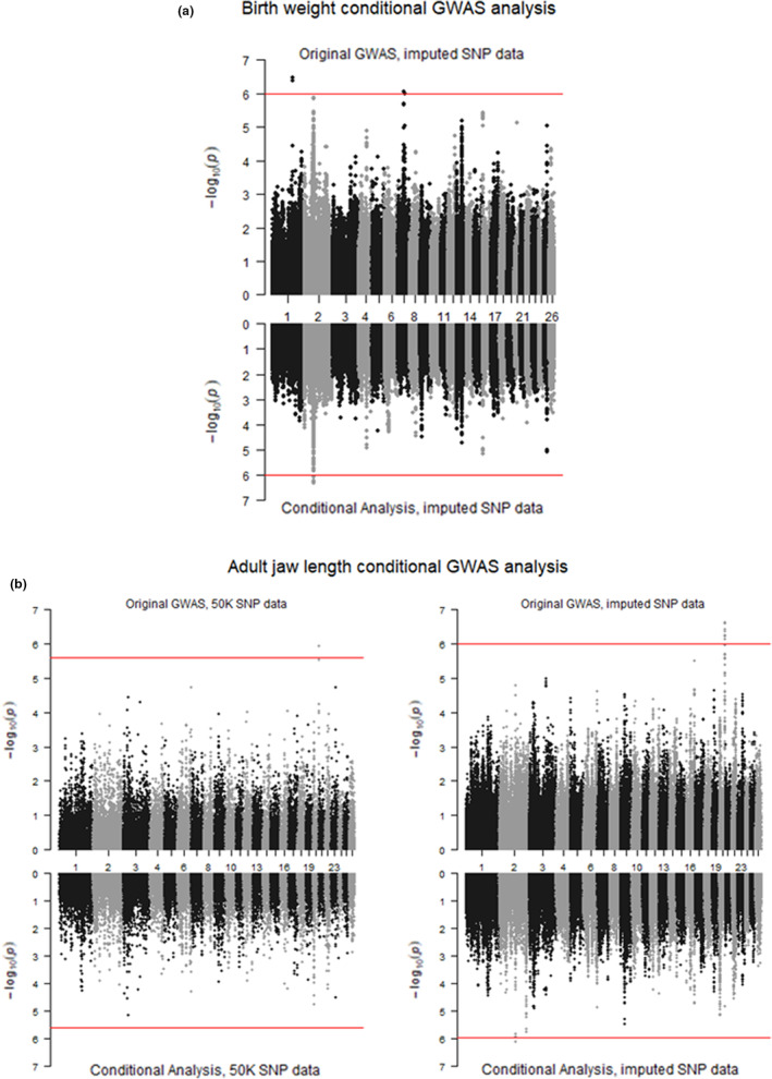 The impact of SNP density on quantitative genetic analyses of body size traits in a wild population of Soay sheep