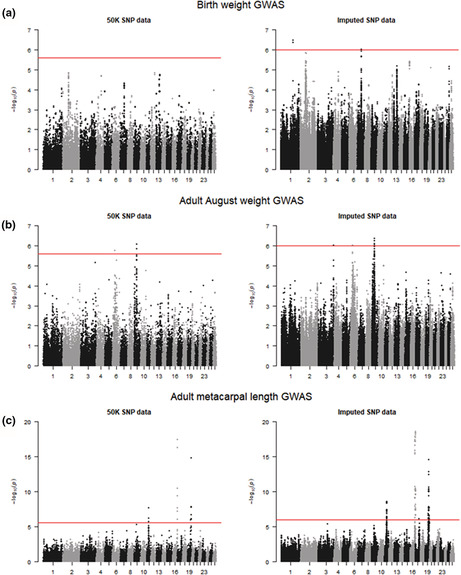 The impact of SNP density on quantitative genetic analyses of body size traits in a wild population of Soay sheep