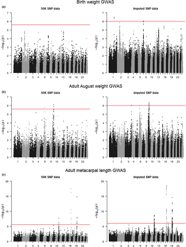 The impact of SNP density on quantitative genetic analyses of body size traits in a wild population of Soay sheep