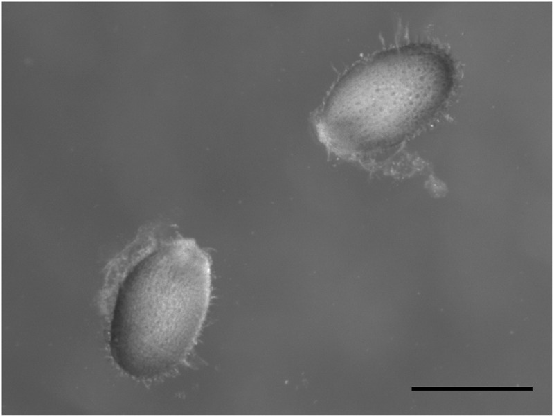 Arabidopsis NPF5.1 regulates ABA homeostasis and seed germination by mediating ABA uptake into the seed coat.