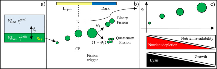 A multiscale modelling approach for Haematococcus pluvialis cultivation under different environmental conditions