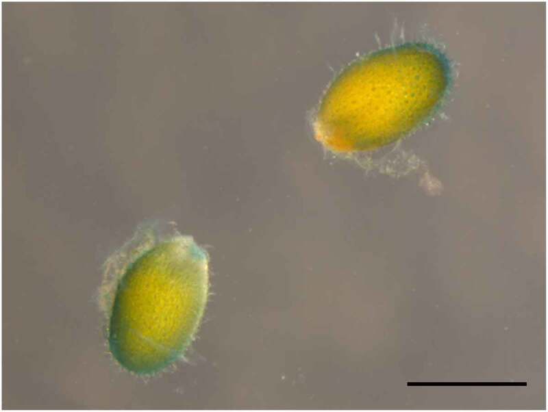 Arabidopsis NPF5.1 regulates ABA homeostasis and seed germination by mediating ABA uptake into the seed coat.