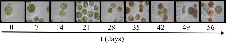 A multiscale modelling approach for Haematococcus pluvialis cultivation under different environmental conditions