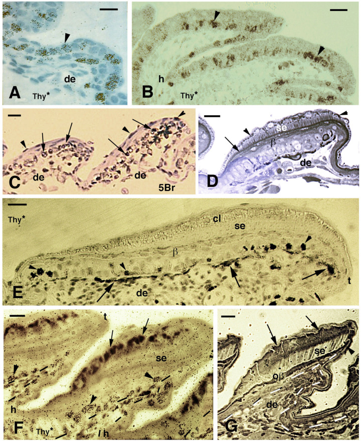 The Periodic Replacement of Adhesive Setae in Pad Lamellae of Climbing Lizards Is Driven by Patterns of Corneous Layer Growth.