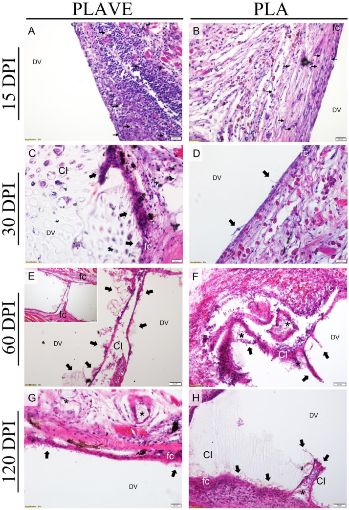 Device implant based on poly (lactic acid) with vitamin E for vaccine delivery system in Tilapia: Study for biocompatibility and biodegradation