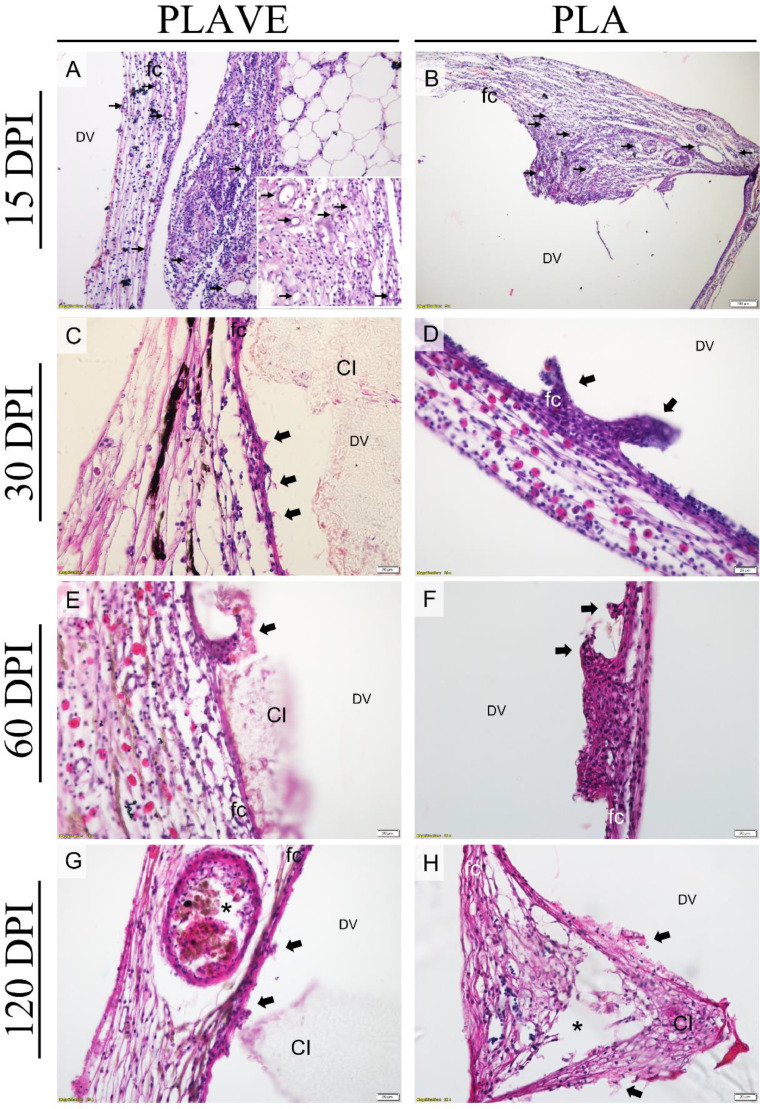 Device implant based on poly (lactic acid) with vitamin E for vaccine delivery system in Tilapia: Study for biocompatibility and biodegradation