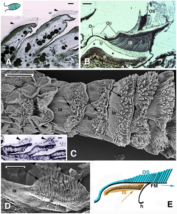 The Periodic Replacement of Adhesive Setae in Pad Lamellae of Climbing Lizards Is Driven by Patterns of Corneous Layer Growth.