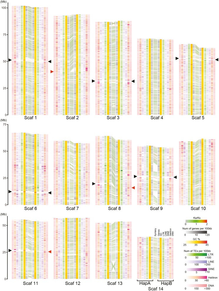 A high-quality, haplotype-phased genome reconstruction reveals unexpected haplotype diversity in a pearl oyster.