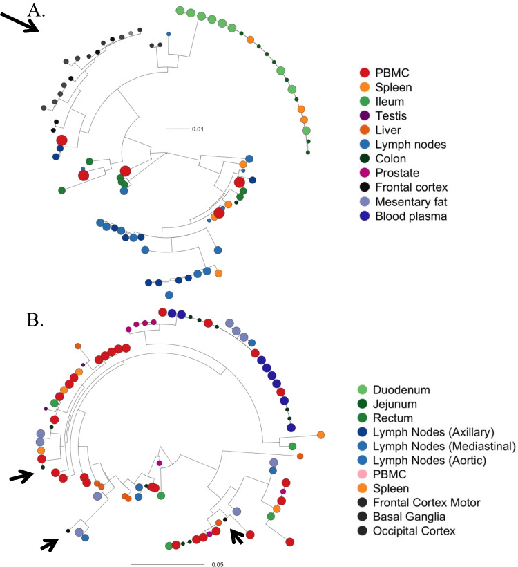 Lessons for Understanding Central Nervous System HIV Reservoirs from the Last Gift Program.