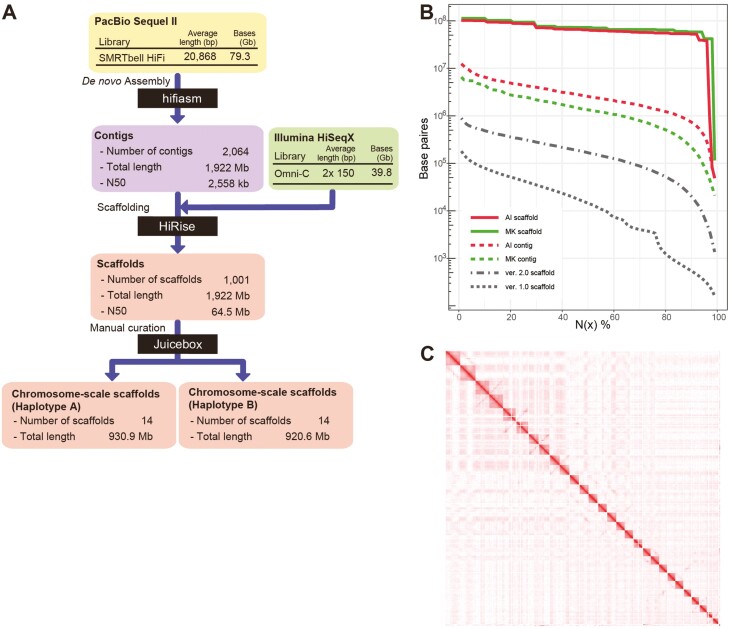 A high-quality, haplotype-phased genome reconstruction reveals unexpected haplotype diversity in a pearl oyster.