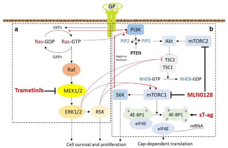 Synergistic targeting of the PI3K/mTOR and MAPK/ERK pathways in Merkel cell carcinoma