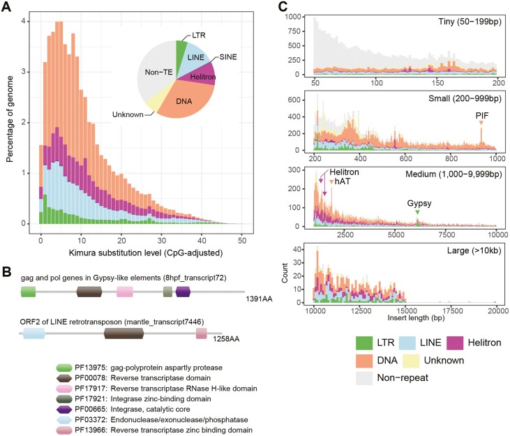 A high-quality, haplotype-phased genome reconstruction reveals unexpected haplotype diversity in a pearl oyster.