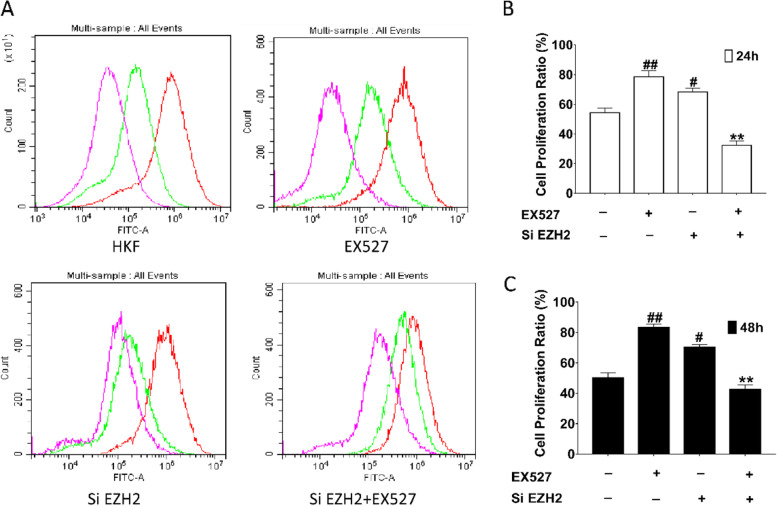 RUNX3 mediates keloid fibroblast proliferation through deacetylation of EZH2 by SIRT1.