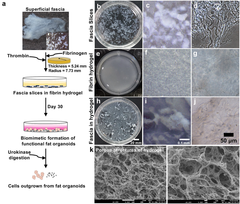 Generation of functional fat organoid from rat superficial fascia.