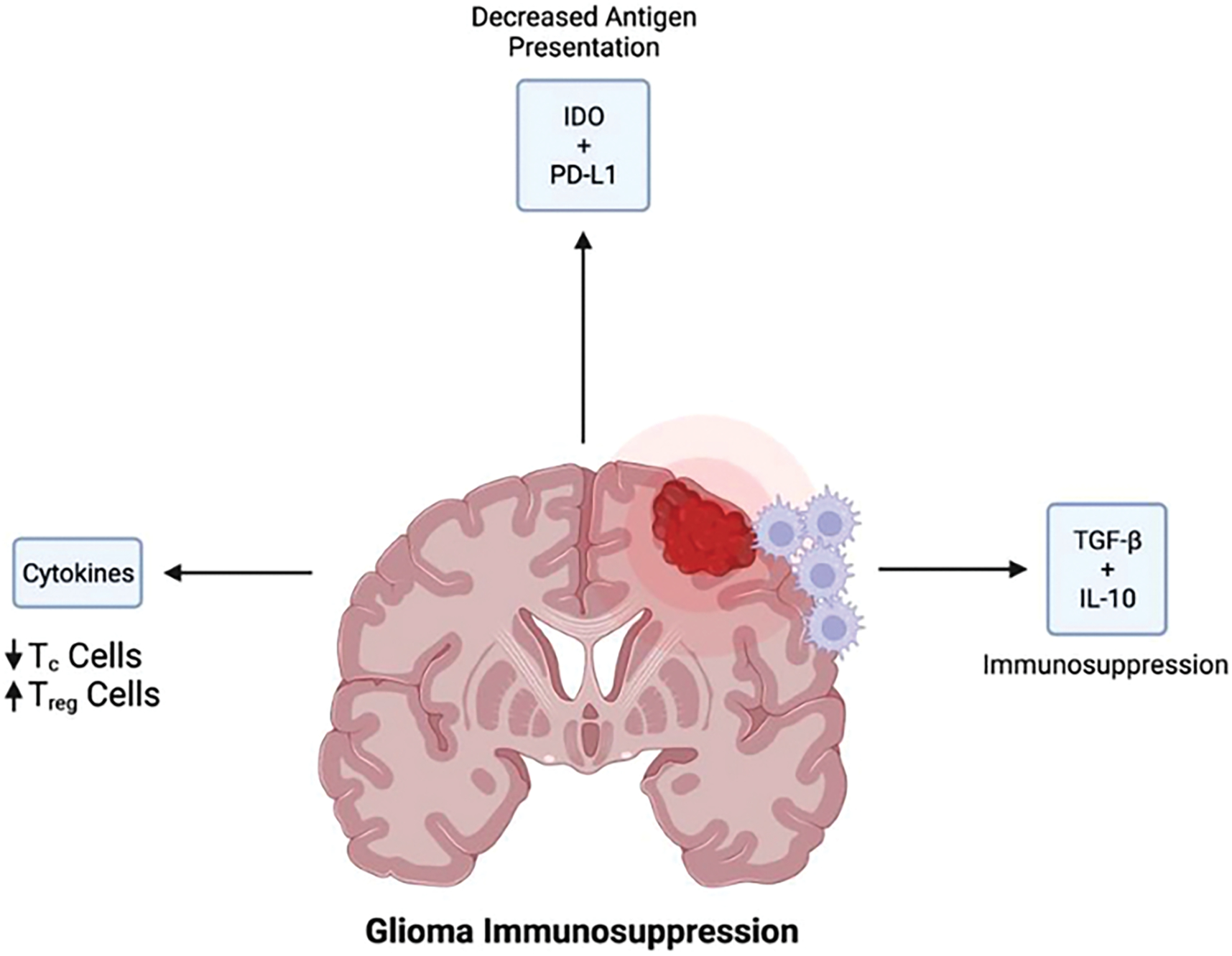 Characterization and Treatment of Spinal Tumors.