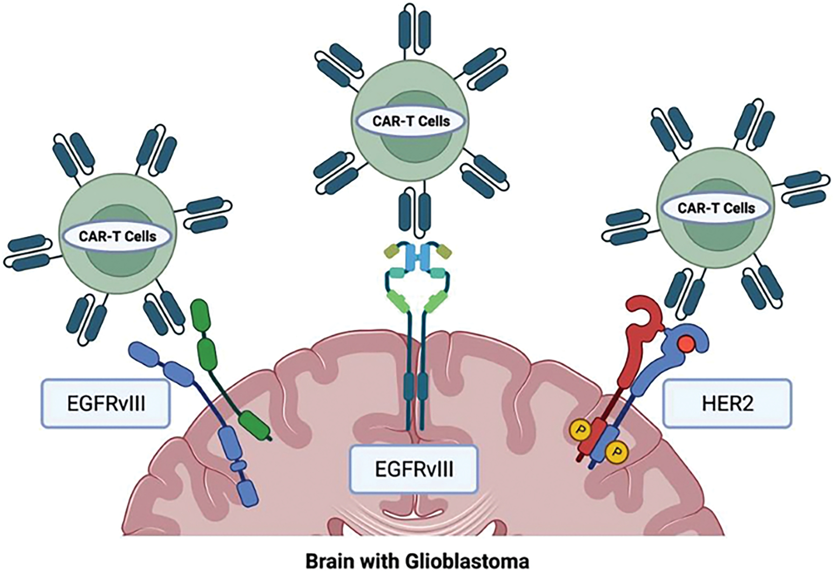 Characterization and Treatment of Spinal Tumors.