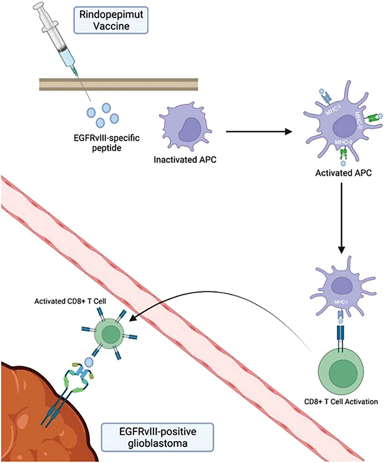 Characterization and Treatment of Spinal Tumors.