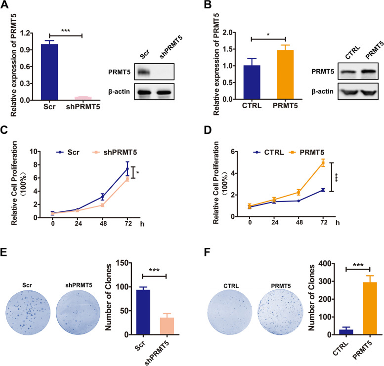 Tadalafil increases the antitumor activity of 5-FU through inhibiting PRMT5-mediated glycolysis and cell proliferation in colorectal cancer.