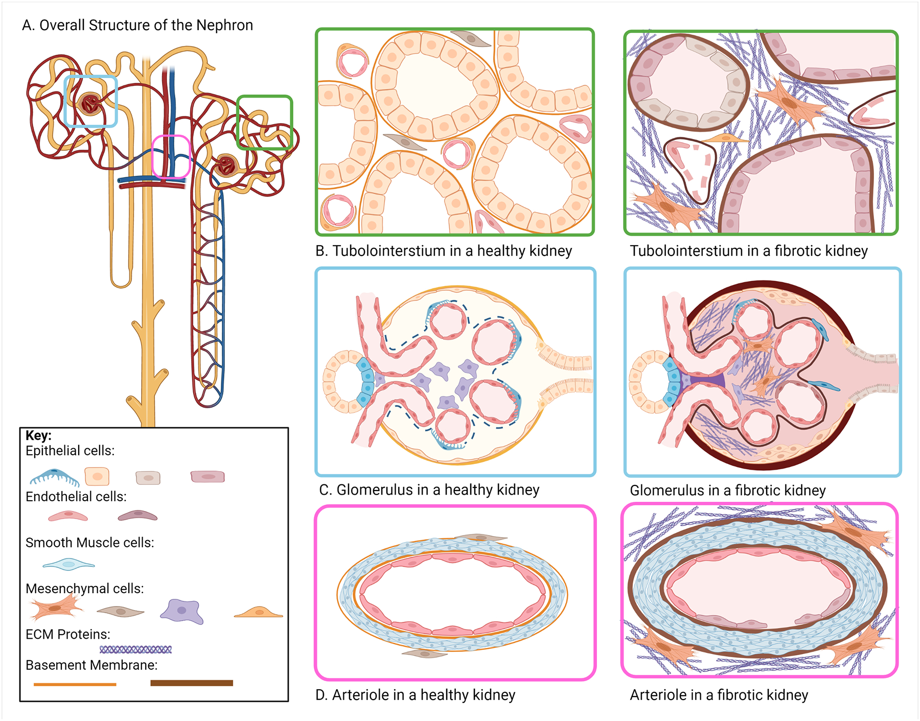 Cell-Matrix Interactions in Renal Fibrosis.