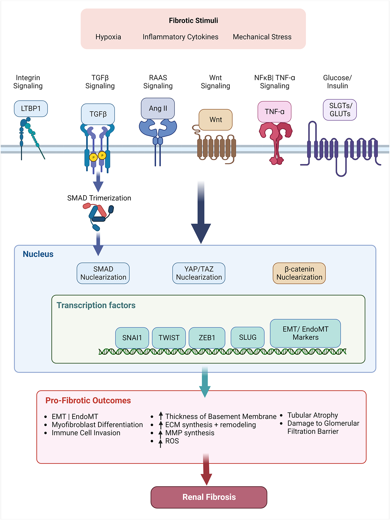 Cell-Matrix Interactions in Renal Fibrosis.