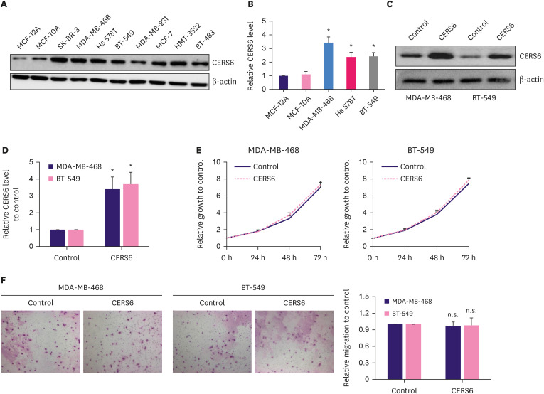 Ceramide Synthase 6 Mediates Triple-Negative Breast Cancer Response to Chemotherapy Through RhoA- and EGFR-Mediated Signaling Pathways.