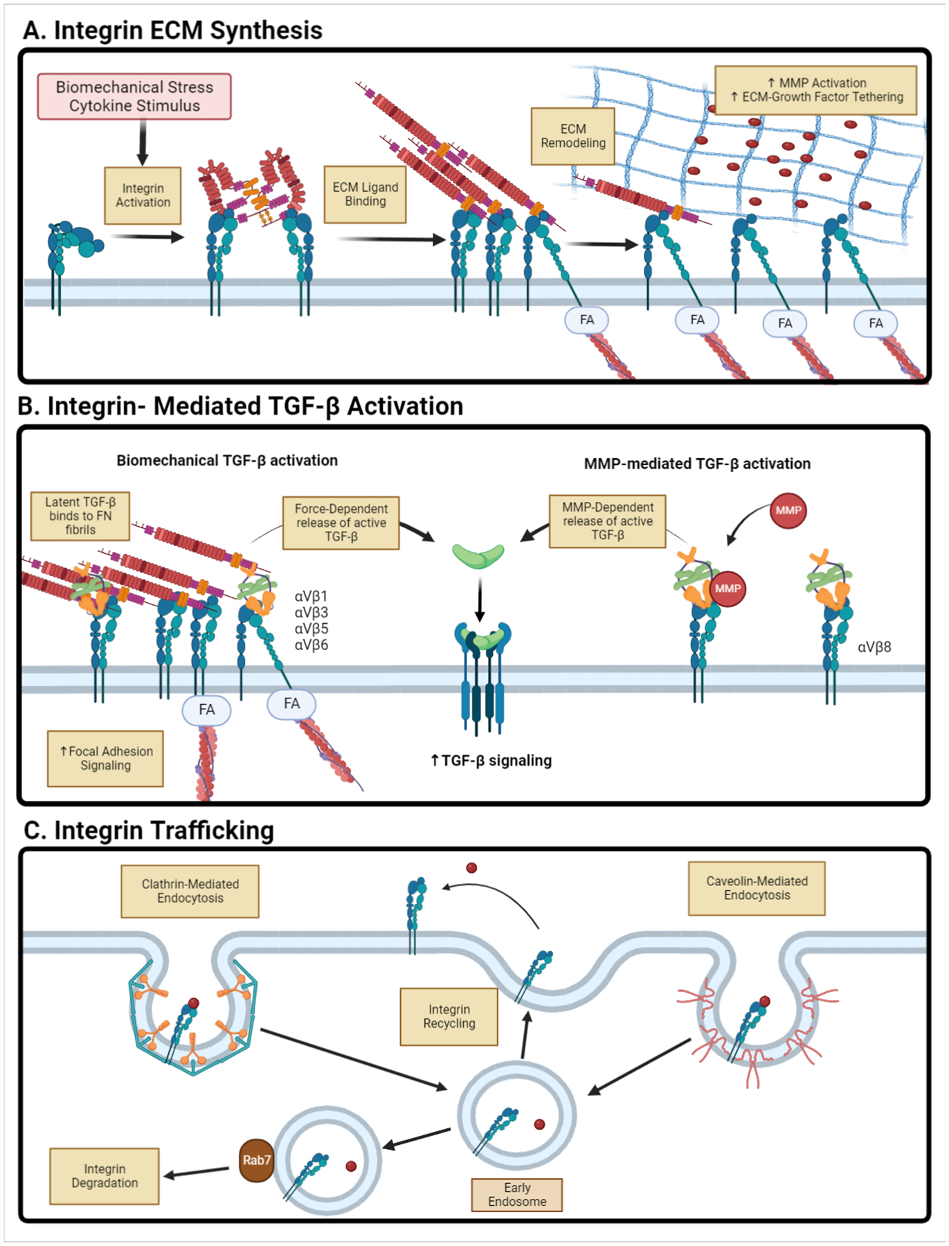 Cell-Matrix Interactions in Renal Fibrosis.