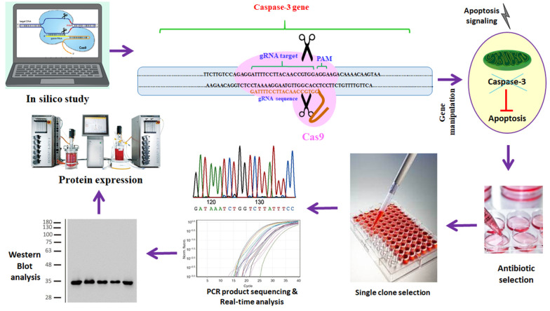 Targeting Caspase-3 Gene in rCHO Cell Line by CRISPR/Cas9 Editing Tool and Its Effect on Protein Production in Manipulated Cell Line.