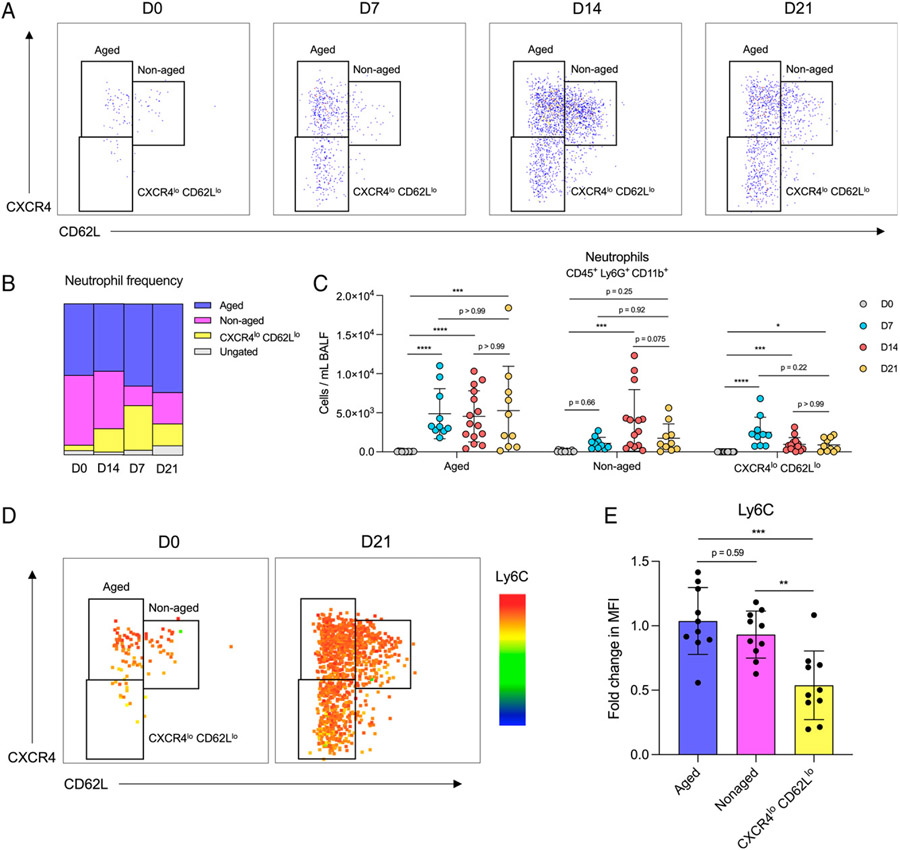 Fibrotic Lung Disease Alters Neutrophil Trafficking and Promotes Neutrophil Elastase and Extracellular Trap Release.