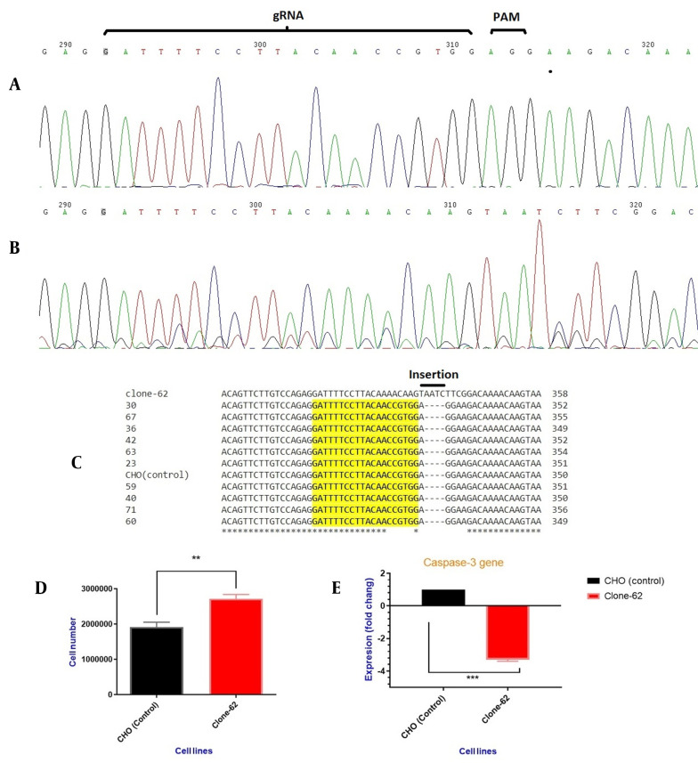 Targeting Caspase-3 Gene in rCHO Cell Line by CRISPR/Cas9 Editing Tool and Its Effect on Protein Production in Manipulated Cell Line.