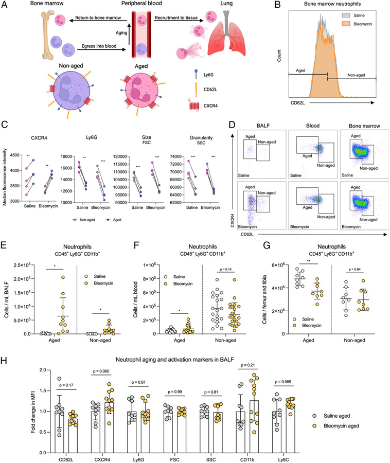 Fibrotic Lung Disease Alters Neutrophil Trafficking and Promotes Neutrophil Elastase and Extracellular Trap Release.