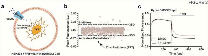 A SWELL time to develop the molecular pharmacology of the volume-regulated anion channel (VRAC).