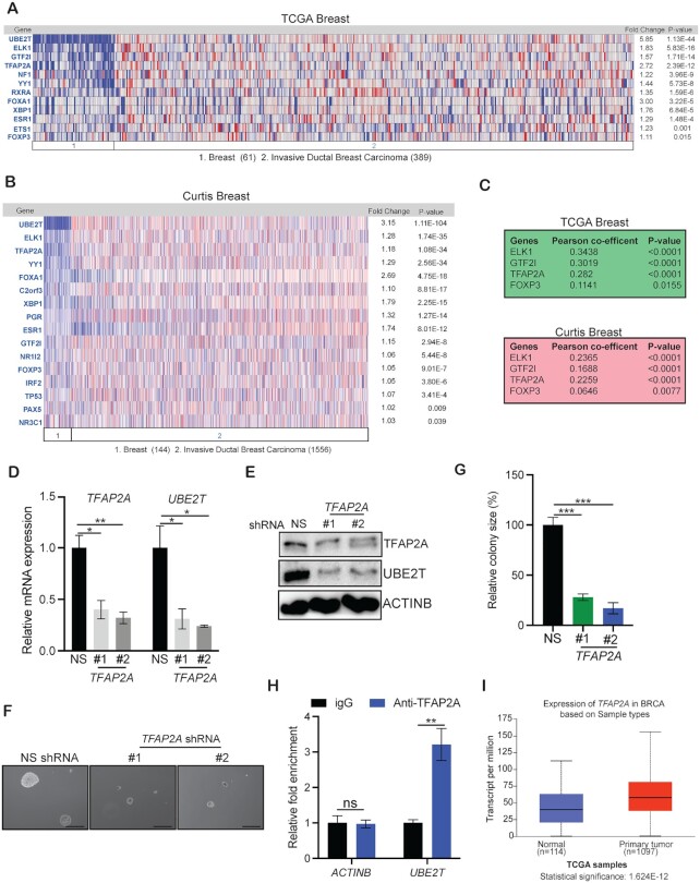 UBE2T promotes breast cancer tumor growth by suppressing DNA replication stress.