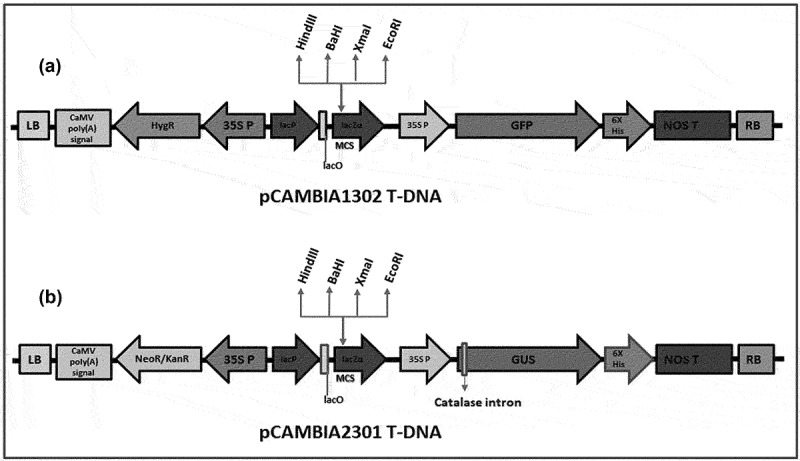 Amenability of an <i>Agrobacterium tumefaciens-</i>mediated shoot apical meristem-targeted <i>in planta</i> transformation strategy in Mango (<i>Mangifera indica</i> L.).