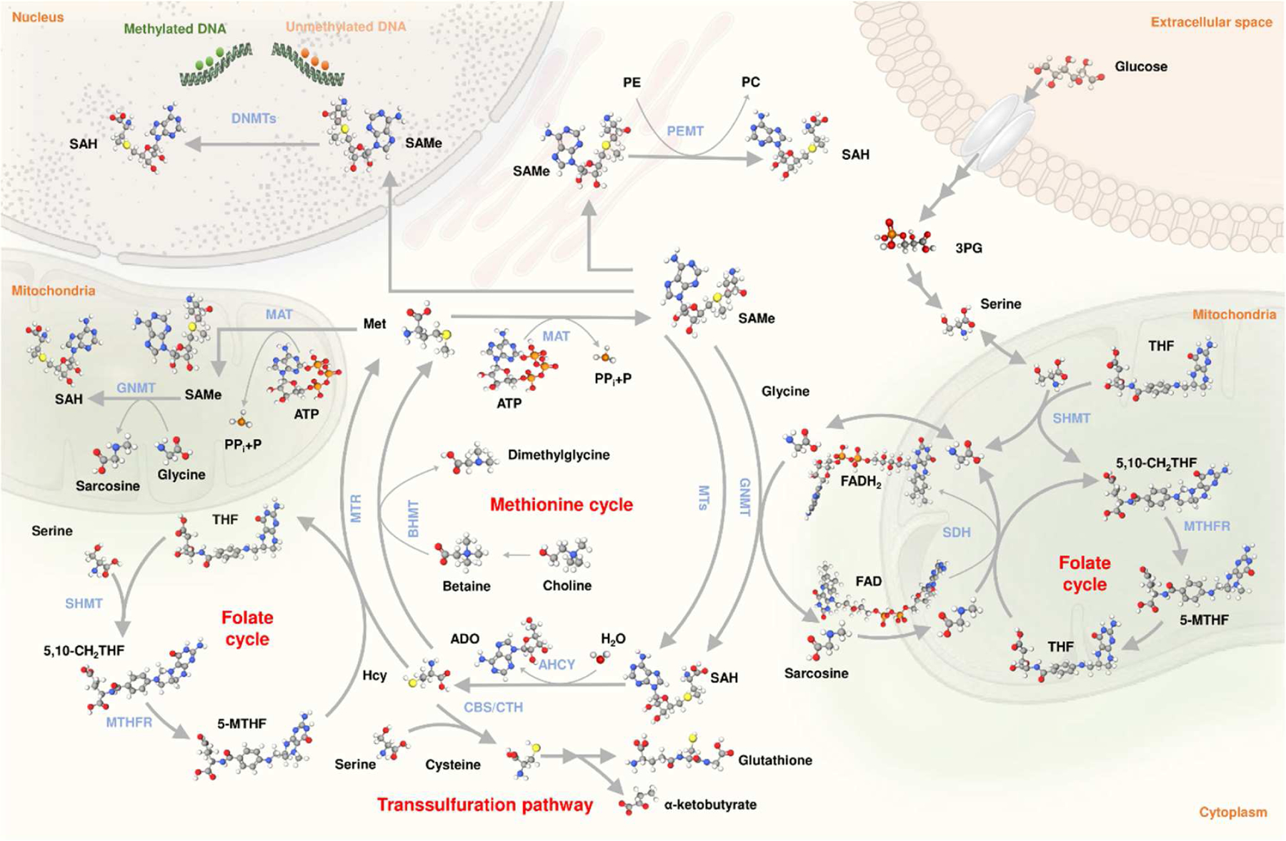 One Carbon Metabolism and <i>S</i>-Adenosylmethionine in Non-Alcoholic Fatty Liver Disease Pathogenesis and Subtypes.