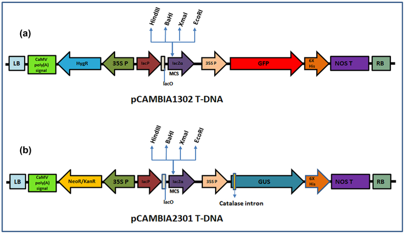Amenability of an <i>Agrobacterium tumefaciens-</i>mediated shoot apical meristem-targeted <i>in planta</i> transformation strategy in Mango (<i>Mangifera indica</i> L.).