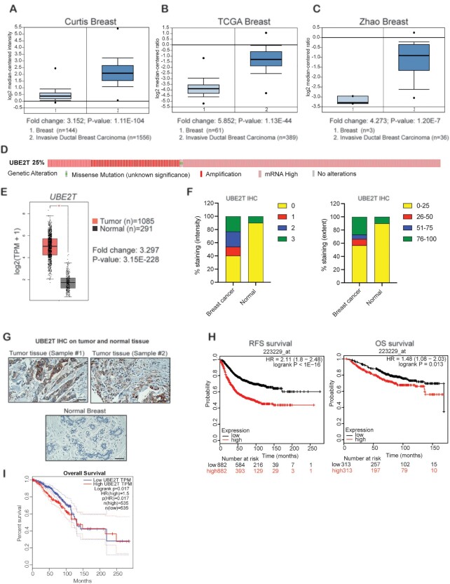 UBE2T promotes breast cancer tumor growth by suppressing DNA replication stress.