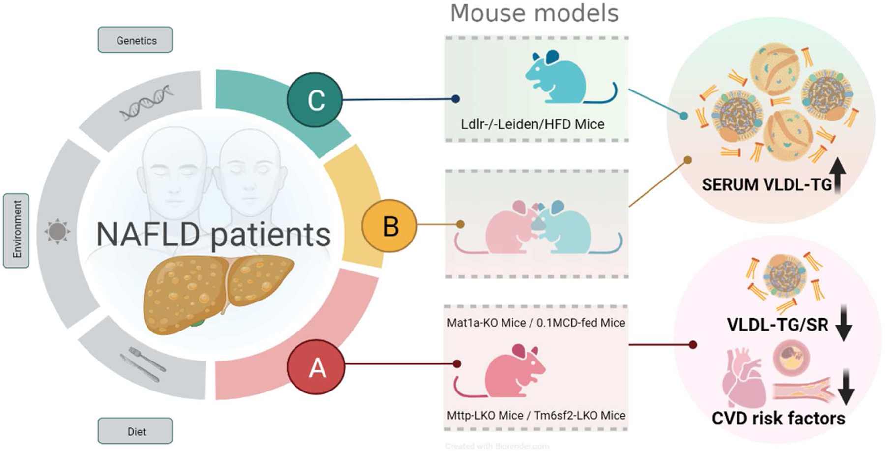 One Carbon Metabolism and <i>S</i>-Adenosylmethionine in Non-Alcoholic Fatty Liver Disease Pathogenesis and Subtypes.