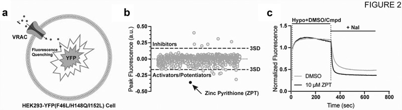 A SWELL time to develop the molecular pharmacology of the volume-regulated anion channel (VRAC).