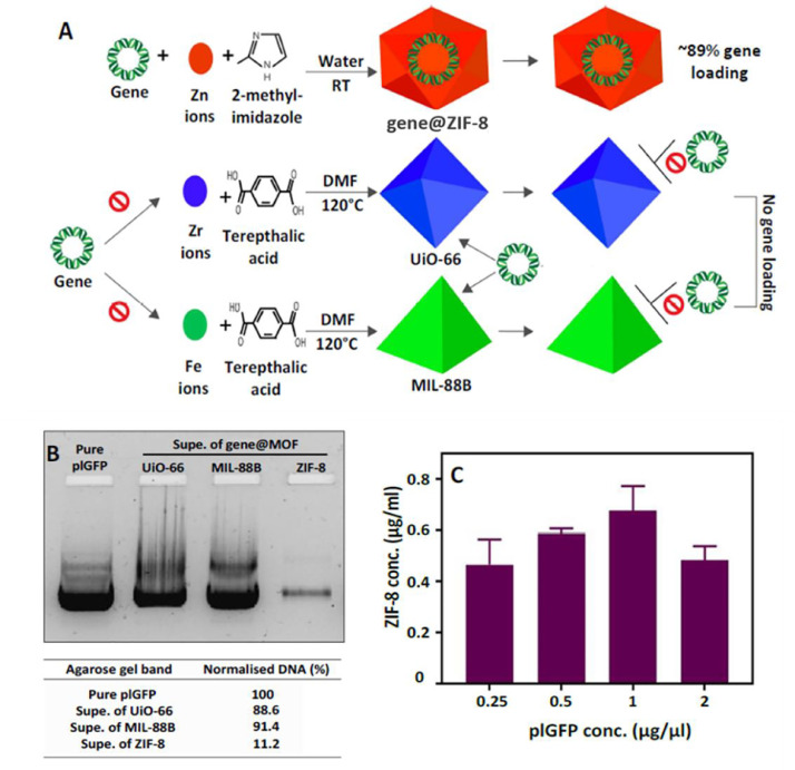 A quest for cytocompatible metal organic frameworks in non-viral gene therapy: Relevance of zeolitic imidazolate framework-8