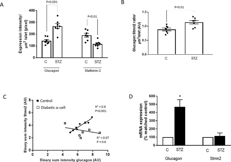 Misrouting of glucagon and stathmin-2 towards lysosomal system of α-cells in glucagon hypersecretion of diabetes.